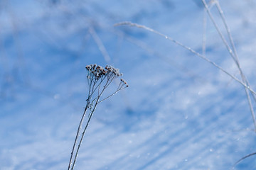 dry grass and leaves on snow on a clear winter day