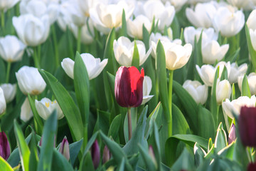 Red tulip is blooming in the field.