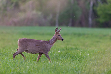 The European roe deer (Capreolus capreolus), also known as the western roe deer, chevreuil, is a...