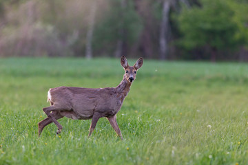 The European roe deer (Capreolus capreolus), also known as the western roe deer, chevreuil, is a...