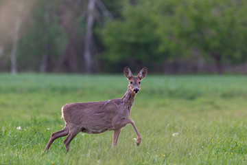 The European roe deer (Capreolus capreolus), also known as the western roe deer, chevreuil, is a species of deer. Female European roe deer at the time of moulting amidst a clearing.