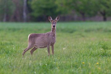 The European roe deer (Capreolus capreolus), also known as the western roe deer, chevreuil, is a species of deer. Female European roe deer at the time of moulting amidst a clearing. © ihorhvozdetskiy