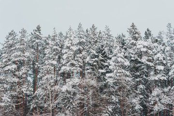 Snow-covered beautiful fir trees of the Ukrainian Carpathians.