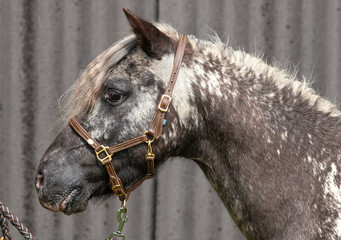 shetland pony hengst im kopfportrait mit lederzaumzeug