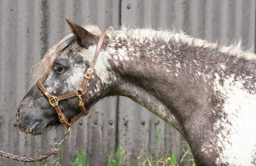 shetland pony hengst kopfportrait mit ledrzaumzeug 