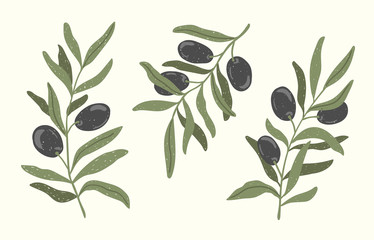 Olive branches vector illustartion set isoleted on a light background. Hand drawn botanical and food color sketch.