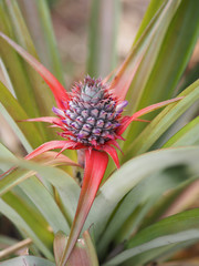 The pineapple tree is bearing fruit in on nature background