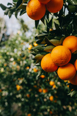 Orange in A TREE