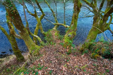 forest