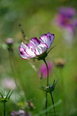 Back lit white and purple Cosmos flower in dreamy green meadow