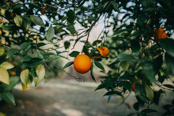 Orange in A TREE