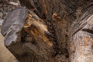 Part of an old roughly dirty stump is close