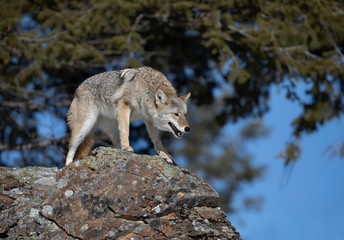 A lone coyote (Canis latrans) standing on a rocky cliff hunting in the winter snow