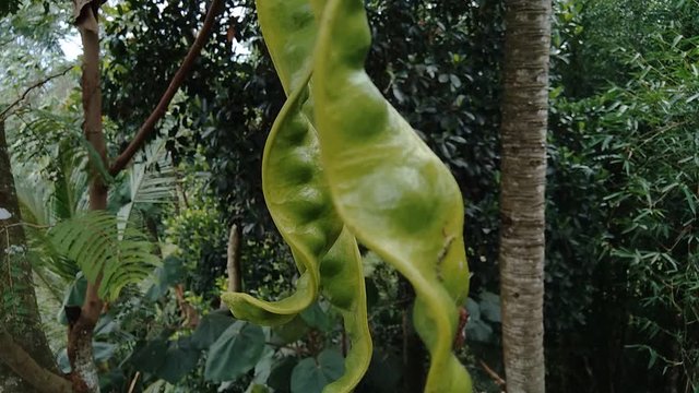 Sato seeds, Parkia speciosa seeds or bitter bean on the tree. it also known as pete or petai.