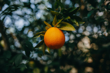 Orange in A TREE
