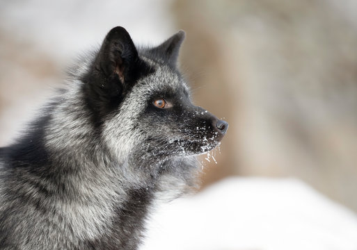 Silver fox (Vulpes vulpes) portrait which is a melanistic form of the red fox in the snow 