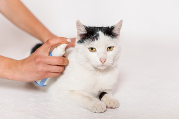 Pet care, flea and tick spray treatment. Black and white cat with yellow eyes on a white background.