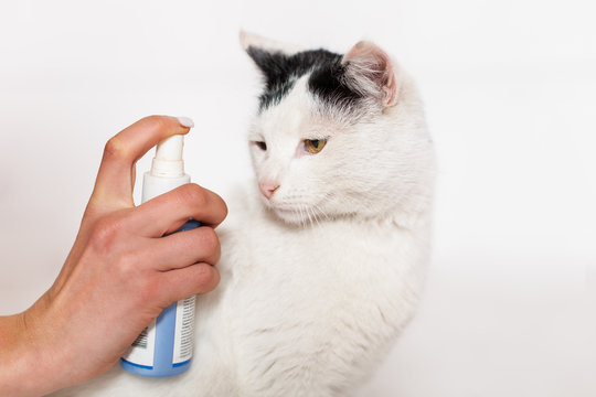 Pet Care, Flea And Tick Spray Treatment. Black And White Cat With Yellow Eyes On A White Background.