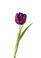Purple. Close up of beautiful fresh tulip isolated on white background. Copyspace for your ad. Organic, flower, spring mood, tender and deep colors of petals and leaves. Magnificent and glorious.