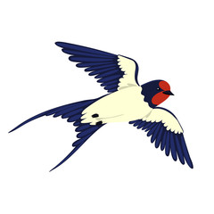 Swallow in flight isolated on a white background. Vector graphics.