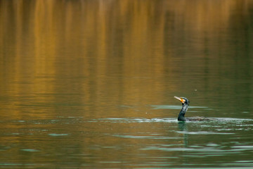 Cormorant fishing on the lake wildlife