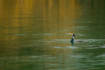 Cormorant fishing on the lake wildlife