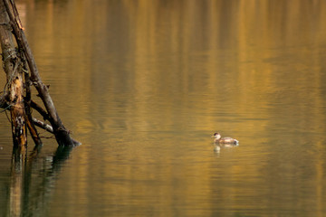 Cormorant fishing on the lake wildlife
