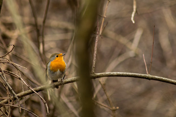 Robin bird sitting wildlife rubecula