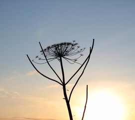 Dry flower stems of a dangerous plant Sosnovsky hogweed (Heracléum sosnowskyi) against the blue sky during the setting sun