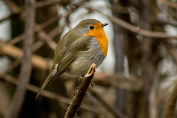 Robin bird sitting wildlife rubecula