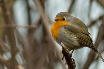 Robin bird sitting wildlife rubecula