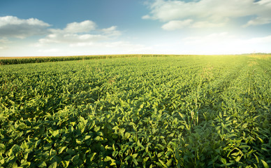 Agricultural soybean field