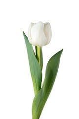 White. Close up of beautiful fresh tulip isolated on white background. Copyspace for your ad. Organic, flower, spring mood, tender and deep colors of petals and leaves. Magnificent and glorious.
