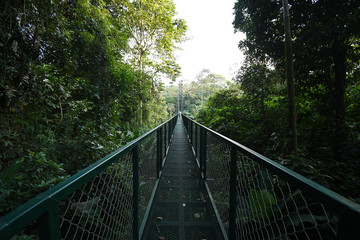 Obraz premium Podwieszony most nad rzeką Sarapiqui w Kostaryce