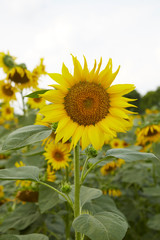 A blooming sunflower