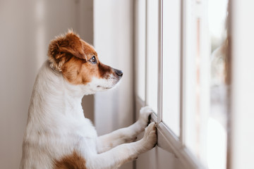 cute small dog standing on two legs and looking away by the window searching or waiting for his owner. Pets indoors - obrazy, fototapety, plakaty