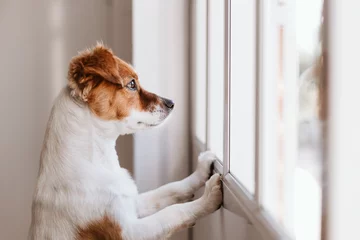Foto op Canvas schattige kleine hond die op twee benen staat en wegkijkt bij het raam, zoekend of wachtend op zijn baasje. Huisdieren binnen © Eva