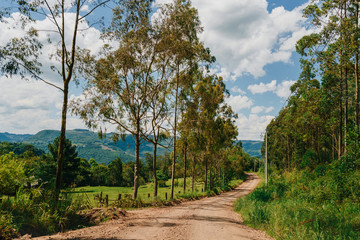 Fototapeta premium trees around inland road