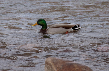 Fototapeta premium duck in water