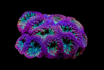 Big Polyp Blastomussa LPS Coral - (Blastomussa wellsi)
