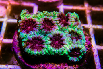 Favia reef-building stony coral - Faviidae sp.