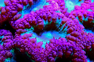 Big Polyp Blastomussa LPS Coral - (Blastomussa wellsi)