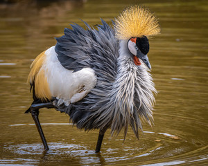Grey Crowned Crane / Grou Coroado Oriental (Balearica regulorum)