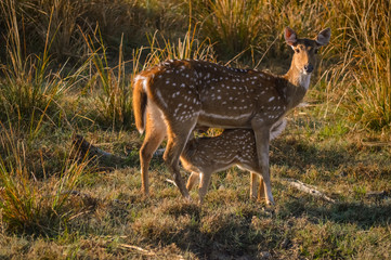 mother and the offspring