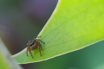 Jump spider in a green leaf