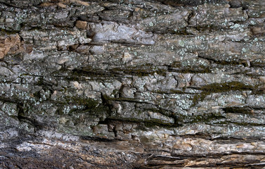 Тexture of tree bark, green leaves, granite stones for background and creativity