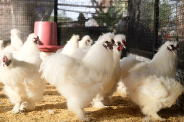Close up Silkie chicken in farm with blur background