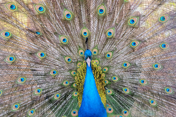 Fototapeta premium Peacock spreading its tail