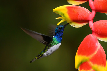Amazilia decora, Charming Hummingbird, bird feeding sweet nectar from flower pink bloom....