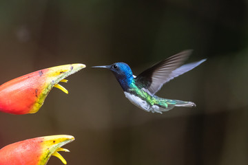 Amazilia decora, Charming Hummingbird, bird feeding sweet nectar from flower pink bloom. Hummingbird behaviour in tropic forest, nature habitat in Corcovado NP, Costa Rica. Two bird in fly, wildlife.